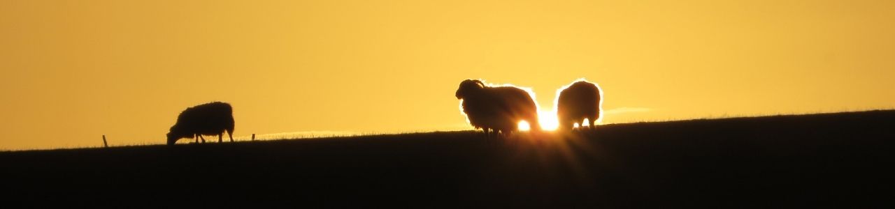 It gets dark in the Cotswolds in January - but that makes for some beautiful early sunsets!