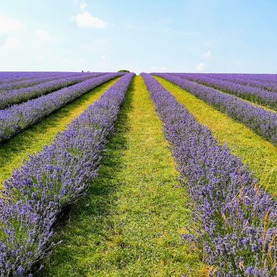 Cotswold Castle & Lavender Fields
