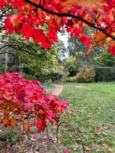 Autumn colour in the Cotswolds - beautiful trees in vivid colours