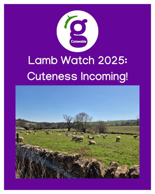 Lambing season has arrived in the Cotswolds!
Our guide took this photo today on our Secret Cotswolds tour - the sheep are ready to lamb!
This week, the fields will coming to life with the adorable sight (and sound!) of newborn lambs bouncing around the countryside.  It’s one of the most magical times to visit — think rolling hills, fresh spring air, and tiny woolly faces everywhere you look!
Whether you're joining us on a tour this week or just dreaming of a Cotswolds escape, now’s the perfect time to soak up all the springtime joy. 
📸 Don’t forget your cameras — the cuteness is off the charts! 

#lambs #cotswolds #countryside #visittheuk #lambing #tours #beauty #uktravel #toursofthecotswolds #visitthecotswolds #familytravel #besttourguides