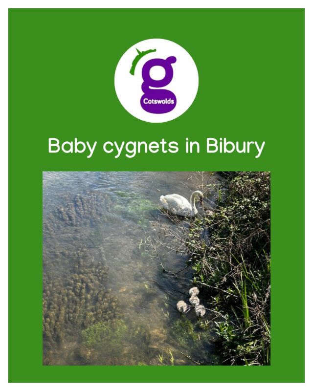 Spotted: the cutest sign that spring is in full bloom — baby cygnets in Bibury today!
One of our wonderful tour guides Mark spotted this beautiful family today. Waddling behind their proud parents along the crystal-clear waters, these fluffy little ones are stealing hearts all over the village.
If you're visiting soon, keep an eye out along the River Coln — and don’t forget your camera. But make sure you don't get too close. Swans can be very defensive if anyone gets too close to their babies.

#Bibury #Cotswolds #SpringMagic #BabyCygnetWatch #NatureLovers #cotswoldsadventures  #swans #naturelovers #rivercoln #guidedtours #toursofthecotswolds #uktravel #seetheuk